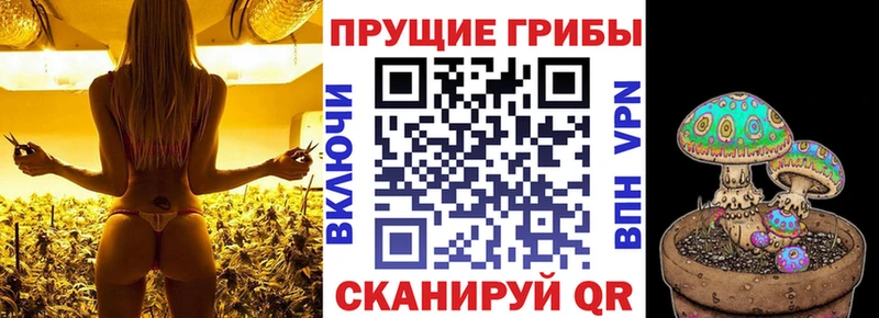 kraken ТОР  Грозный  Псилоцибиновые грибы Cubensis 