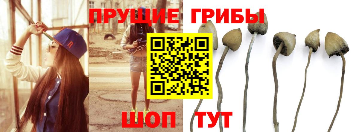 Псилоцибиновые грибы Cubensis Грозный